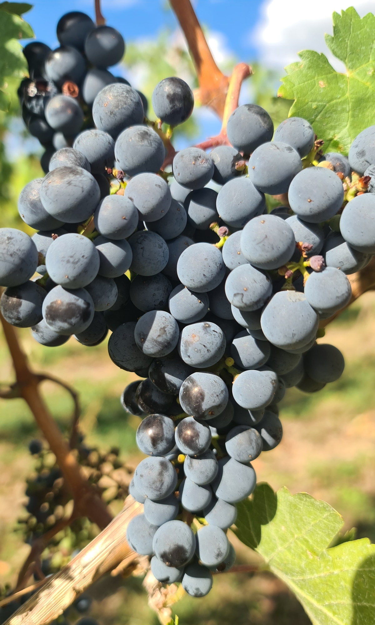 Cabernet Franc 7 Gm 20260917 160002